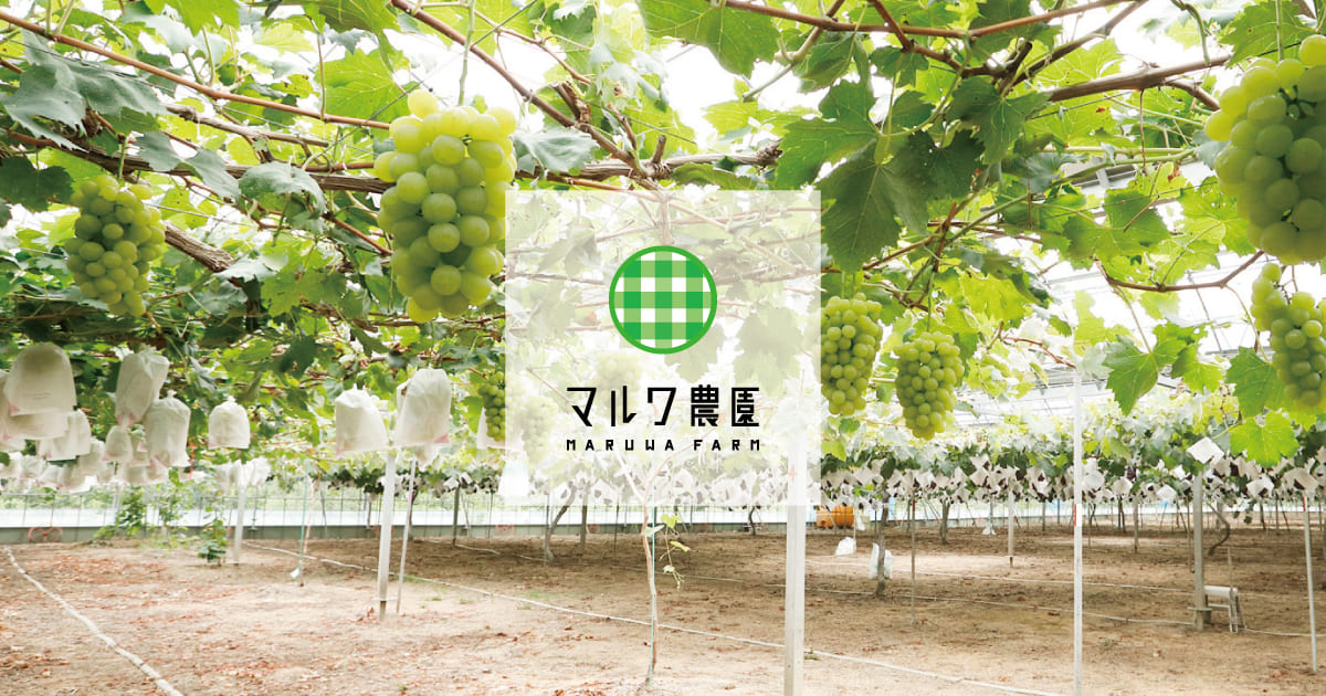 マルワ農園 浜松市北区都田のぶどう 柿 みかん農園